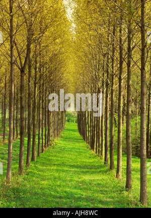 Allee der aufrechten Pappeln, Schatten über Avenue an der Hope Dale, Nr obere Millichope, Wenlock Edge, Shropshire, England. Stockfoto