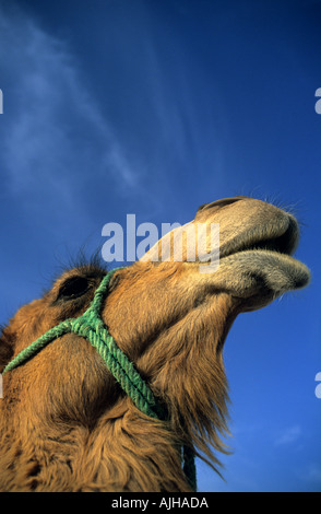 Nahaufnahme von einem Dromedari Kopf Stockfoto