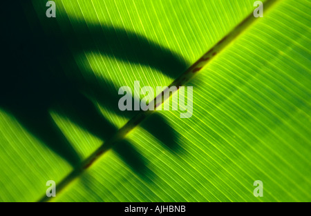 Monteverde Forest Reserve, Costa Rica. Stockfoto
