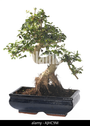 Bonsai Stockfoto