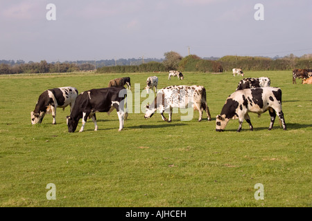 Normande dreifarbigen Vieh im Gebiet der Normandie Frankreich Stockfoto