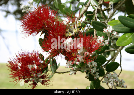 Pohutukawa Baum Blüte und Knospen Nordinsel Neuseeland Stockfoto