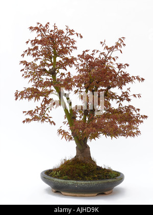 Ahorn Bonsai Acer sp Stockfoto