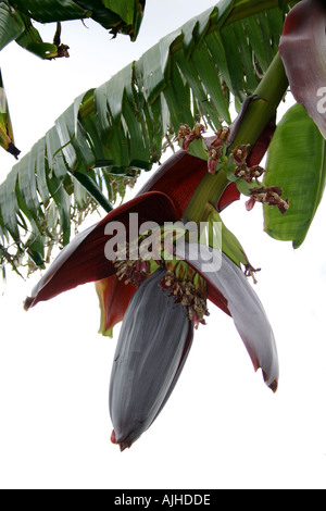 Bananen Pflanze Blume und kleine Früchte in Neuseeland Nordinsel Stockfoto