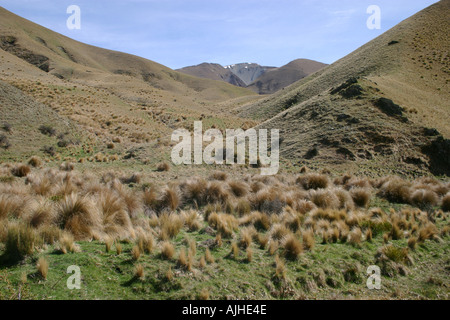 Lindis Pass golden Grasbüschel Rasen Land Südinsel Neuseeland Stockfoto