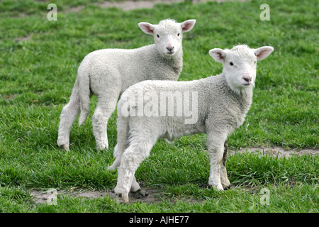 Neuseeland Schafe und Lämmer Stockfoto