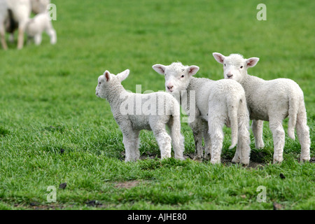 Neuseeland Schafe und Lämmer Stockfoto
