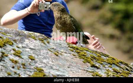 Die neugierig und wissbegierig Kea Vogelbeobachtungs-Kamera Südinsel Neuseeland Stockfoto