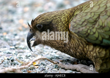 Neugierig und wissbegierig Kea Vogel Fütterung Neuseeland Stockfoto