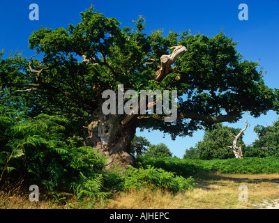 Veteran Eiche in Bradgate Park Teil von Charnwood Forest in der Nähe von Leicester England UK Stockfoto