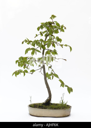 Roten rotblättrige Hainbuche Bonsai Carpinus laxiflora Stockfoto