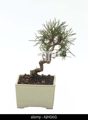 Bonsai Pinus Parviflora japanische Weymouths-Kiefer Stockfoto