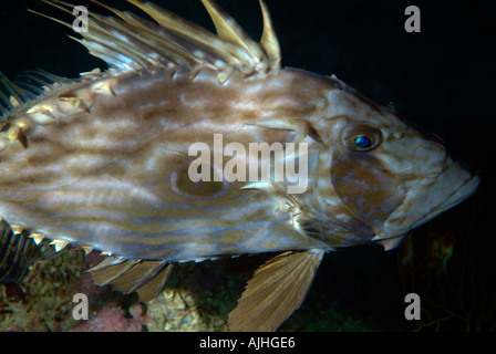 Saint Peter Fisch (Zeus Faber) schwimmen, Fromages, Maire Island, Marseille, Frankreich. Stockfoto