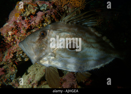 Frankreich Marseille Maire Insel Fromages A Saint Peter S Fish Zeus Faber Stockfoto