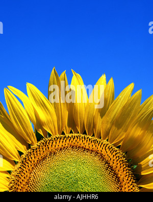 FLORA: Sonnenblume (Lat: Helianthus) Stockfoto
