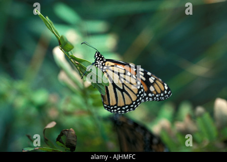 Insekten-Monarch-Schmetterling-Porträt-Nahaufnahme Stockfoto