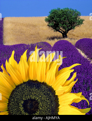 FR - ALPES-DE-HAUTE-PROVENCE: Sonnenblume & Lavendel Stockfoto