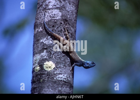 Blaue Spitze Agamen Eidechse Luangwa Tal Sambia Stockfoto