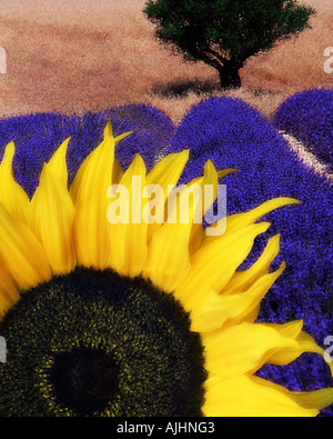FR - ALPES-DE-HAUTE-PROVENCE: Sonnenblume & Lavendel Stockfoto