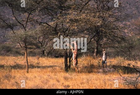 Gerenuk Dollar (Litocranius Walleri) Fütterung von Bäumen. Samburu National Reserve, Kenia. Stockfoto