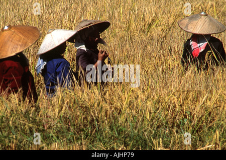 In der Nähe von Kengtung Menschen arbeiten auf dem Gebiet Stockfoto