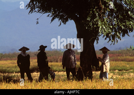 In der Nähe von Kengtung Menschen arbeiten auf dem Gebiet Stockfoto