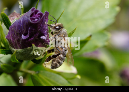 Honigbiene (Apis mellifera) auf Hibiskus Stockfoto