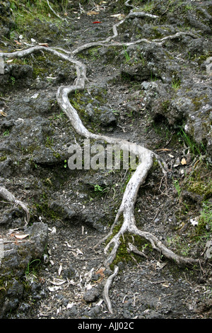 Wurzeln von Bäumen finden ihren Weg auf vulkanischen Felsen Rangitoto Island Nordinsel Neuseeland Stockfoto