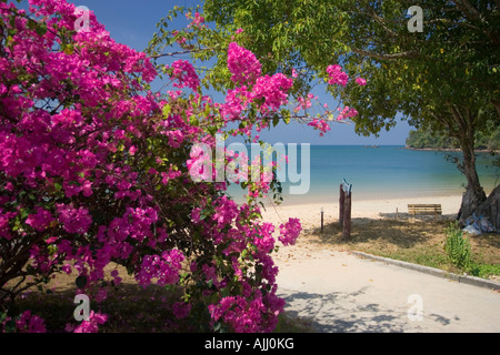 Bougainvillea Beach Mountain Resort Ao Khao Kwai Strand Ko Phayyam Insel Thailand Stockfoto