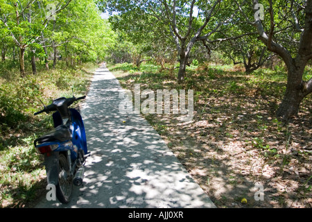 Motorrad geparkt auf schmalen Steig Weg durch Cashew-Plantage Ko Phayyam Insel Thailand Stockfoto