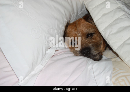 Border Terrier Hund genießen einen angenehmen Schlaf in seinem Meister-Bett Stockfoto