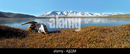 RAM Schädel. Olon Nurud See. Bayan-Ölgii Provinz. Mongolischen Altai (Mongol Altayn Nuruu). Mongolei Stockfoto