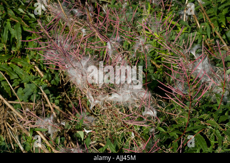 Flauschige Samen der Rosebay Weidenröschen Epilobium Angustifolium Herbst Cotswolds UK Stockfoto