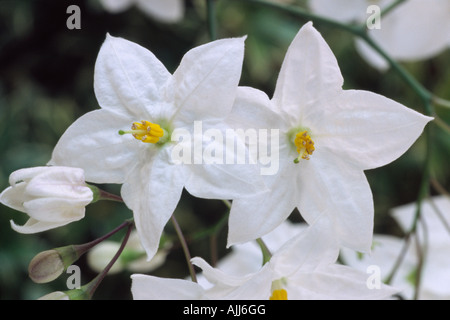 Weiße Blüten mit gelber Mitte auf Kletterpflanze Nahaufnahme Solanum Laxum 'Album' AGM (Kartoffel-Rebe). Stockfoto