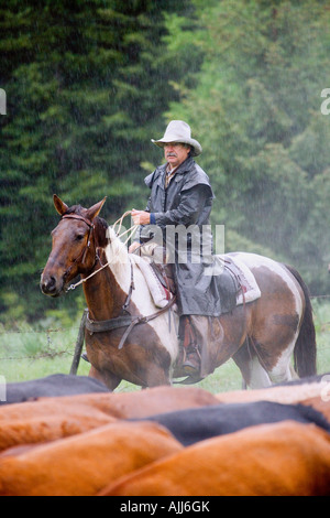 Cowboy, die Bewachung der Rinderherden im Regen Stockfoto