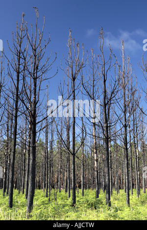 Baumstämme verbrannten Schwarzkiefer im grünen Wald Farne Stockfoto