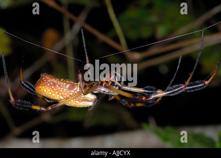 Goldene Seidenspinne Nephila Clavipes eine große orange und braune Spinne mit fedrigen Büscheln auf seinen Beinen Stockfoto