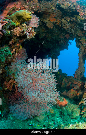 Außenseite des versunkenen Schiff Fujikawa Maru Truk Lagoon Chuuk Föderierte Staaten von Mikronesien Stockfoto