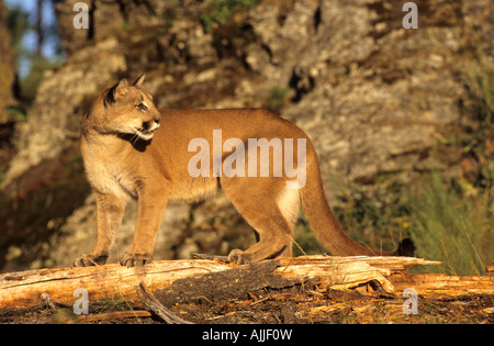 Berglöwe (captive Arten) im westlichen Wald. Stockfoto