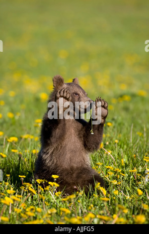Brown Bear Cub sitzen im Yukon Territorium Kanada Tatshenshini-Alsek Wildnis Frühling Wildblumen Stockfoto