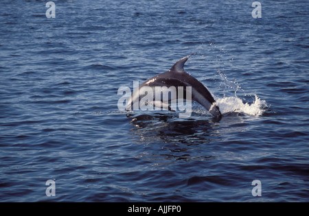 Pacific White sided Dolphin Johnston Strait Vancouver Island Kanada Stockfoto