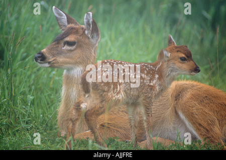 Sitka Black Tail Doe Reh auf Wiese im Nebel gefangen Nahaufnahme Alaska Wildlife Conservation Center Sommer Stockfoto
