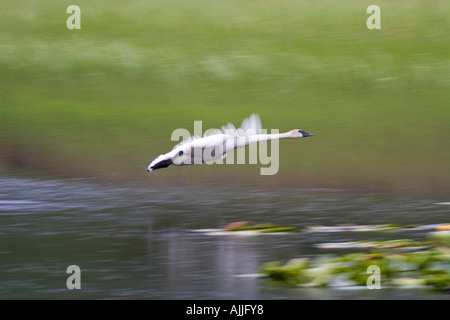 Trompeter Schwan aus Sumpf auf der Kenai-Halbinsel Alaska Sommer ausziehen Stockfoto