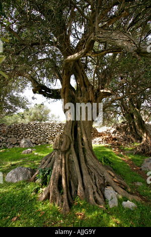 Alten Olivenbaeume in Lun Auf der Insel Pag | Alte Olivenbume in Lun auf  der Insel Pag Stockfotografie - Alamy