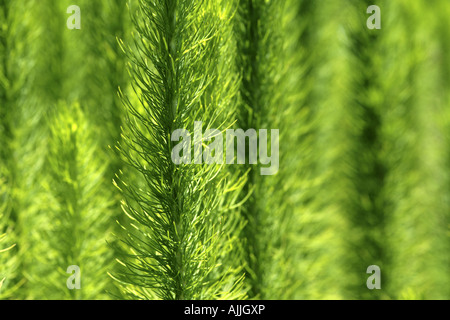 Üppiger grüner Farn Wedel im Sonnenlicht Stockfoto