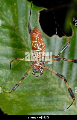 Goldene Seidenspinne Nephila clavipes Stockfoto