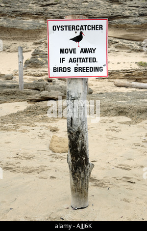 Schild Warnung vom Austernfischer Brutstätten Stockfoto