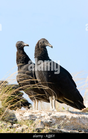 Mönchsgeier Coragyps Atratus Del Rio Texas USA 23 September unreifen Cathartidae Stockfoto