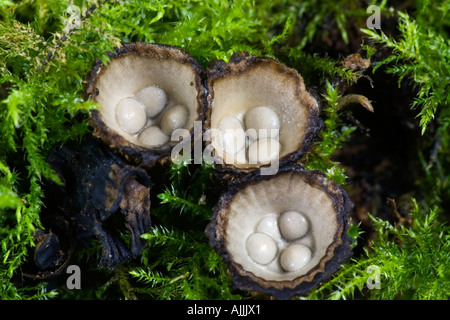 Geriffelte Vögel nisten Pilze Cyathus Striatus wächst in Potton Holz Bedfordshire Stockfoto