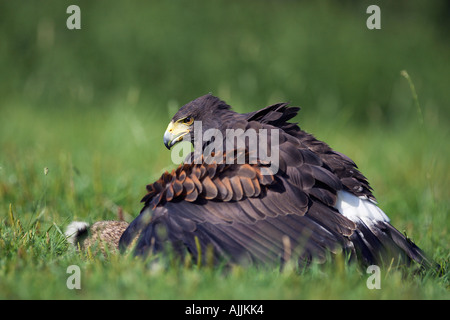 HARRIS HAWK (Parabuteo Unicinctus) Mantleing Fahrerlager Kaninchen auf dem Rasen Stockfoto